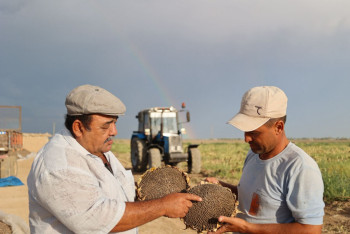 Фотография к новости: Под солнцем без воды: как фермер спас урожай, отказавшись от хлопка