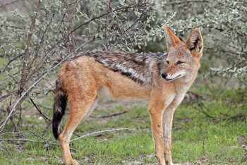 Фотография к новости: Шакал напал на жителей села в Азербайджане: есть пострадавшие