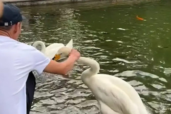 Фотография к новости: Нарушителя арестовали за жестокое обращение с лебедем в Ботаническом саду Алматы