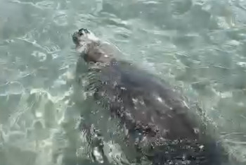 Фотография к новости: В Актау дружелюбный тюлень подплыл к отдыхающим и дал себя погладить