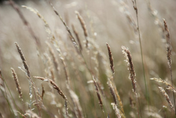 Фотография к новости: Казахстан увеличит экспорт зерна на 44%