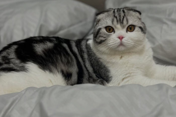 Фотография к новости: Хозяйка обвинила зоосалон в гибели кота после стрижки в Караганде