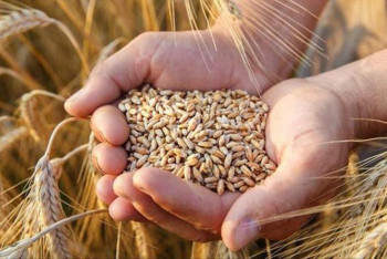 Фотография к новости: Казахстан наращивает поставки зерна в Европу на фоне рекордного урожая