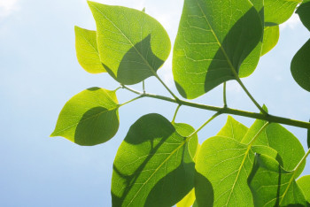 Фотография к новости: В трёх областях Казахстана прогнозируют аномальную жару