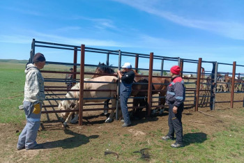 Фотография к новости: Опасная болезнь лошадей: карантин в Карагандинской области снят