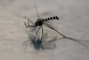 Фотография к новости: В России выявлен первый случай лихорадки чикунгунья