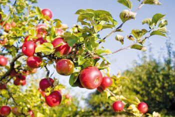 Фотография к новости: Завод по глубокой переработке овощей и фруктов построят близ Алматы