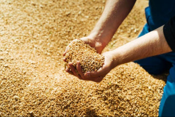 Фотография к новости: В Казахстане намолочено более 6 млн тонн зерна