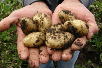 Фотография к новости: Свыше 900 тысяч тонн картофеля собрали казахстанские аграрии