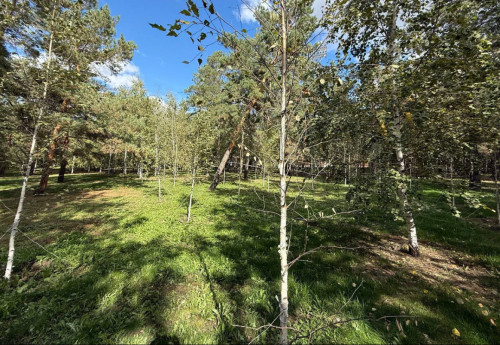 Фотография к новости: Грант ОАЭ не спас: в Костанайской области не хватает средств на восстановление леса