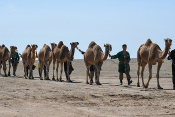 Фотография к новости: Самый большой караван верблюдов прошел в рамках Мирового Рекорда Гиннесса в Алматинской области