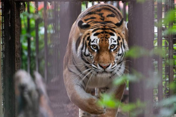 Фотография к новости: Тигр растерзал дрессировщика в США