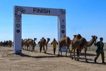 Фотография к новости: Казахстан вписал своё имя в Книгу рекордов Гиннесса караваном из тысячи верблюдов