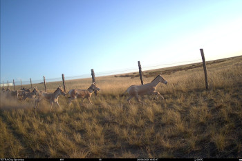 Фотография к новости: Краснокнижные куланы осваивают новые территории Центрального Казахстана