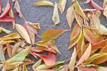 Фотография к новости: Усиление ветра и заморозки прогнозируют синоптики в Казахстане