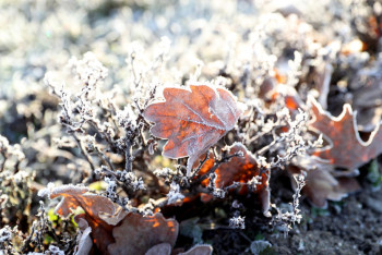 Фотография к новости: В Казахстане ожидаются осадки, туман и похолодание до минуса