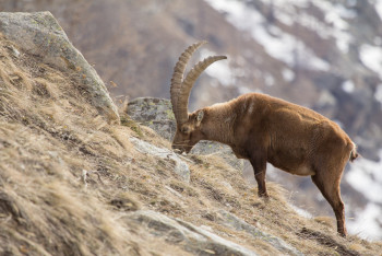Фотография к новости: Архаров стало более 20 тысяч: в Казахстане растёт численность степных животных