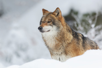 Фотография к новости: Красный волк, джейран и барс под угрозой: в Казахстане сокращаются популяции редких животных