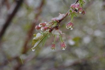 Фотография к новости: Штормовое предупреждение из-за заморозков объявили в 10 областях Казахстана