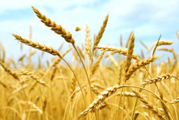 Фотография к новости: Продкорпорация поддержит фермеров высокими закупочными ценами на зерно