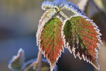 Фотография к новости: Казахстан накроют заморозки и сильный ветер — Казгидромет