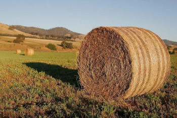 Фотография к новости: 35 миллионов тонн кормов заготовлено в Казахстане