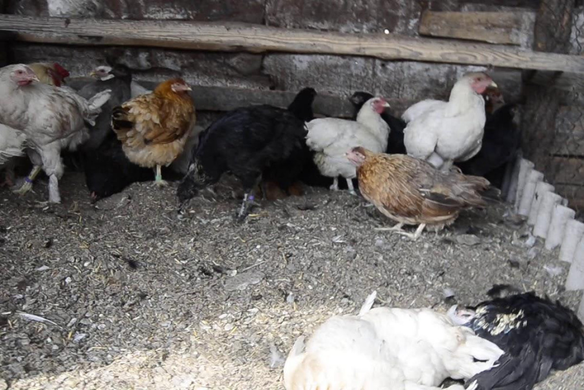  Государственное учреждение «Управление ветеринарии Павлодарской области»