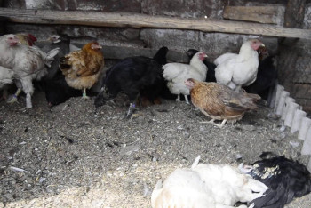 Фотография к новости: В Павлодарской области за месяц погибло более 2 тысяч голов домашней птицы