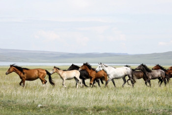 Фотография к новости: Фермер расстрелял табун лошадей в Карагандинской области