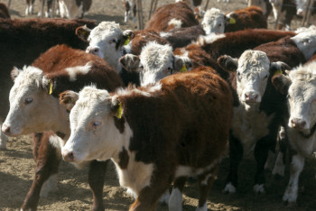Фотография к новости: "Ауыл аманаты" под угрозой: Казанцев выступил против дешёвого импортного мяса