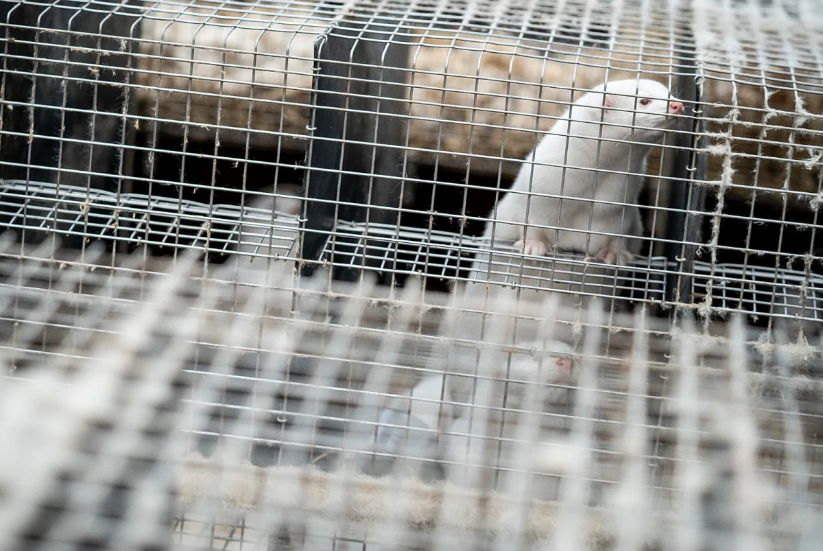  Euronews / Ritzau Scanpix