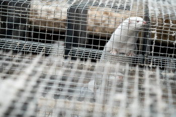 Фотография к новости: Польша запретила разведение животных на меха