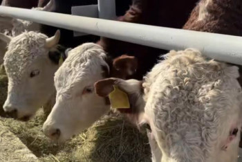 Фотография к новости: Откормочную площадку на 5 тысяч голов открыли в области Абай