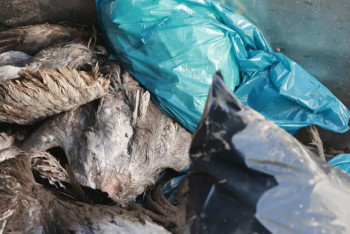 Фотография к новости: В Германии зафиксировали вспышку птичьего гриппа