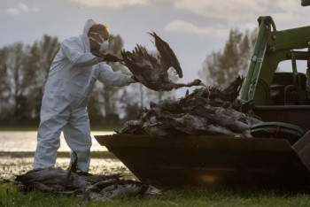 Фотография к новости: Германии грозит дефицит яиц: птичий грипп уничтожил более 200 тысяч птиц