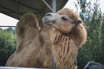 Фотография к новости: В Атырауской области верблюд затоптал ребёнка
