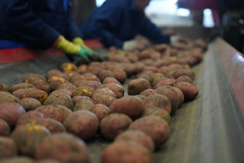 Фотография к новости: В Казахстане спрогнозировали рекордный урожай лука и картофеля