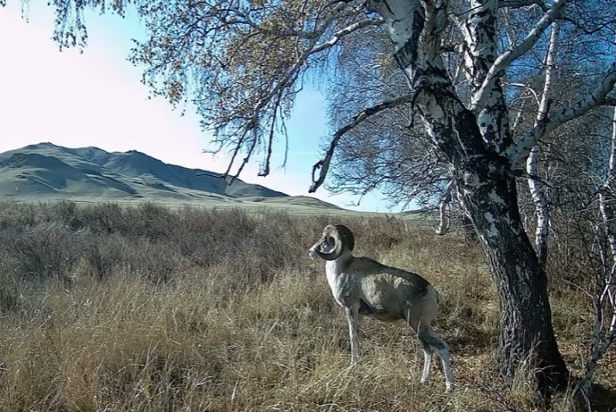  скриншот из видео