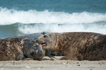 Фотография к новости: На берегу Каспия в Мангистау нашли мёртвых тюленей