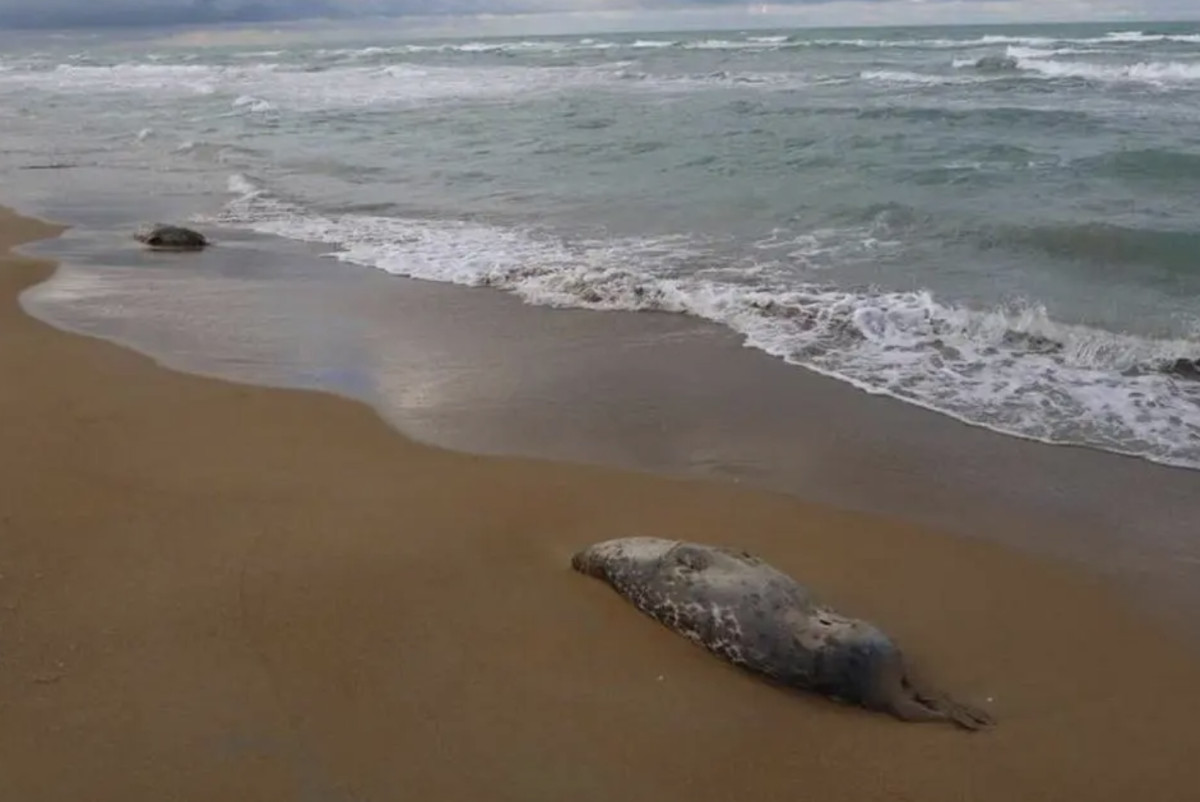  Фото института гидробиологии и экологии