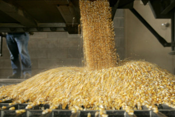 Фотография к новости: Женщину засыпало зерном на элеваторе в СКО