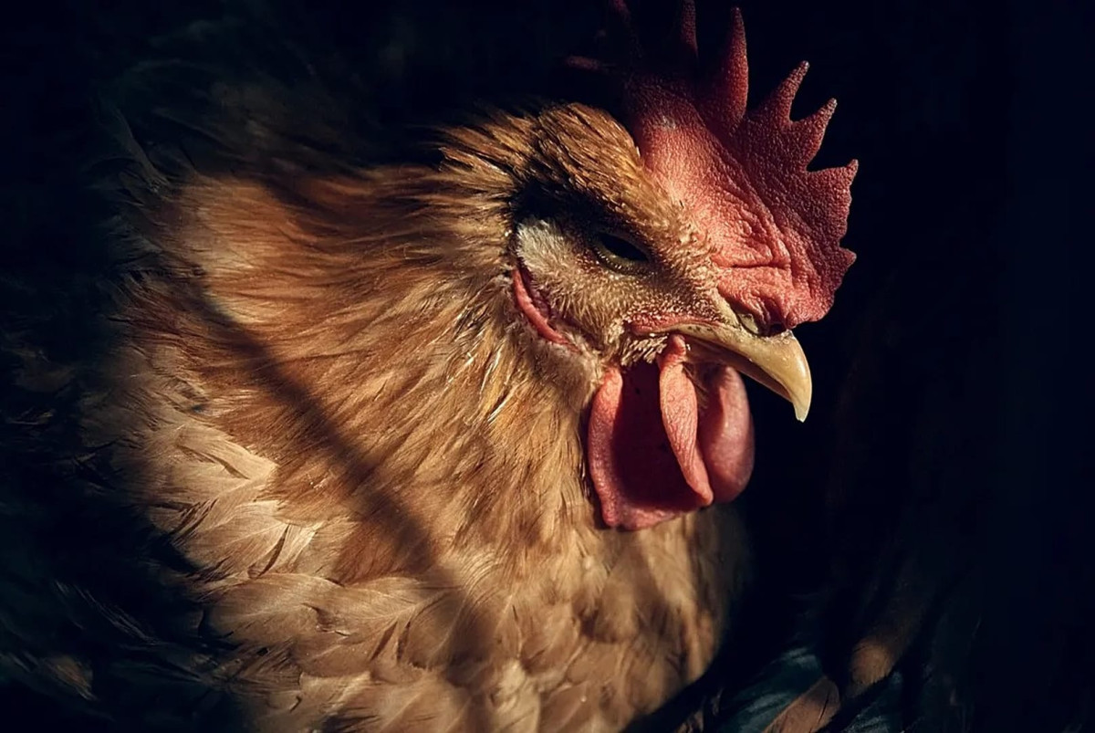  Авторское право AP Photo