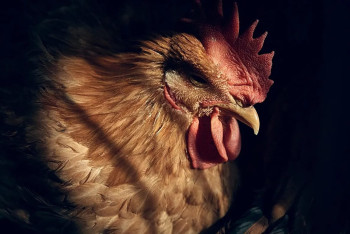 Фотография к новости: В США зарегистрирована первая смерть человека от птичьего гриппа H5N5