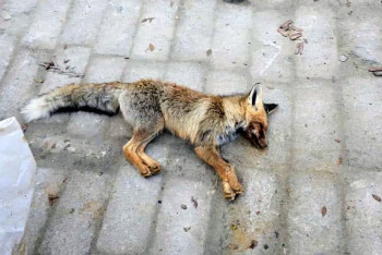 Фотография к новости: Хищники вокруг сел Мангистау: экологи бьют тревогу