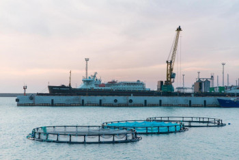 Фотография к новости: В Каспийское море выпущены две тонны мальков лососевых пород