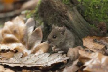 Фотография к новости: Из-за нашествия грызунов в Атырау начата масштабная дератизация