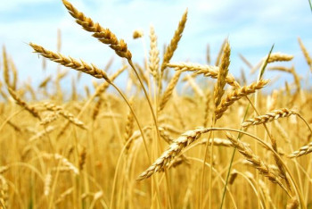 Фотография к новости: Казахстан выделил дополнительные 7 млрд тенге для усиления экспорта зерна