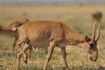 Фотография к новости: Сколько сайгаков пустили на мясо в Казахстане