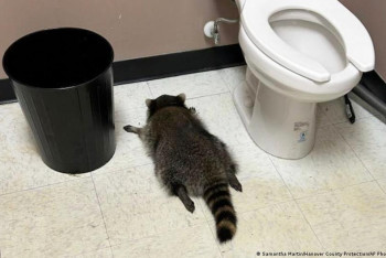 Фотография к новости: В США пьяный енот разгромил алкогольный магазин