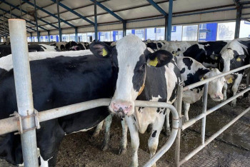 Фотография к новости: В Костанайской области производство молока выросло на 9,4%